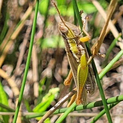 Bermius brachycerus (A grasshopper) at Dunlop, ACT - 11 Feb 2023 by trevorpreston
