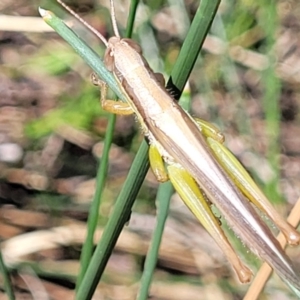 Bermius brachycerus at Dunlop, ACT - 11 Feb 2023