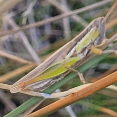 Bermius brachycerus at Dunlop, ACT - 11 Feb 2023