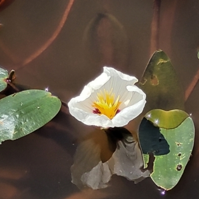 Ottelia ovalifolia subsp. ovalifolia (Swamp Lily) at Dunlop, ACT - 11 Feb 2023 by trevorpreston