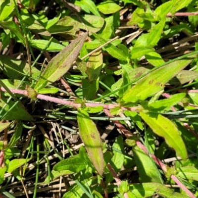 Persicaria prostrata (Creeping Knotweed) at Dunlop Grasslands - 11 Feb 2023 by trevorpreston