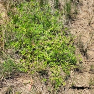 Persicaria prostrata at Dunlop, ACT - 11 Feb 2023