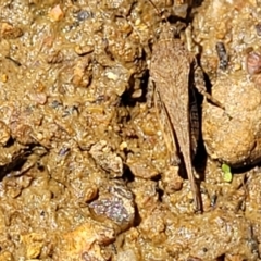 Paratettix australis (A pygmy grasshopper) at Dunlop, ACT - 11 Feb 2023 by trevorpreston