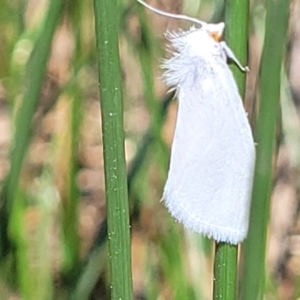 Tipanaea patulella at Dunlop, ACT - 11 Feb 2023