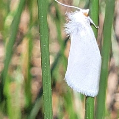 Tipanaea patulella (The White Crambid moth) at Dunlop, ACT - 11 Feb 2023 by trevorpreston