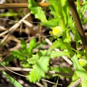 Centipeda cunninghamii at Dunlop, ACT - 11 Feb 2023