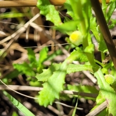 Centipeda cunninghamii at Dunlop, ACT - 11 Feb 2023