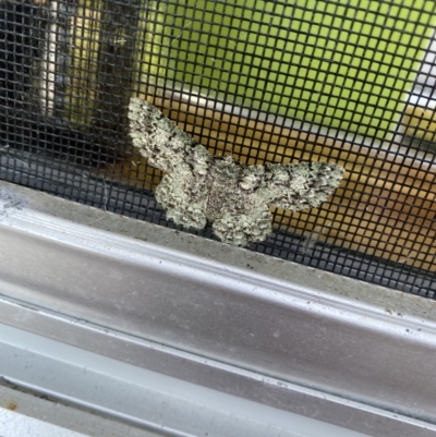 Hypodoxa muscosaria at Tathra Public School - 11 Feb 2023 by jksmits