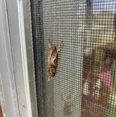 Elhamma australasiae (A Swift or Ghost moth (Hepialidae)) at Tathra, NSW - 11 Feb 2023 by jks