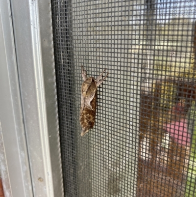 Elhamma australasiae (A Swift or Ghost moth (Hepialidae)) at Tathra, NSW - 11 Feb 2023 by jks