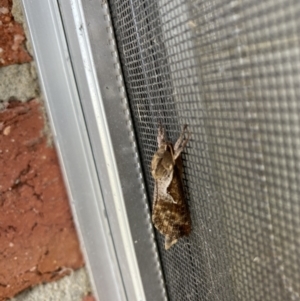 Elhamma australasiae at Tathra, NSW - 11 Feb 2023 03:39 PM