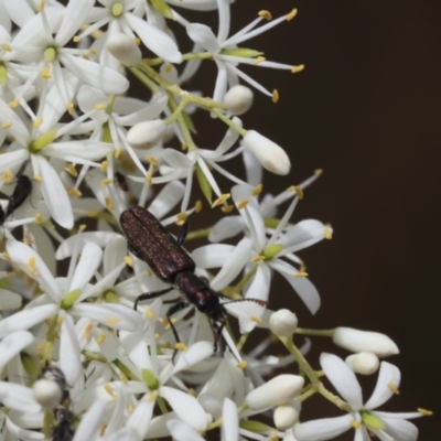 Eleale aspera (Clerid beetle) at Lyons, ACT - 31 Jan 2023 by ran452