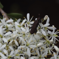 Eleale aspera (Clerid beetle) at Lyons, ACT - 31 Jan 2023 by ran452