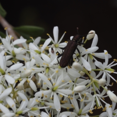 Eleale aspera (Clerid beetle) at Lyons, ACT - 31 Jan 2023 by ran452