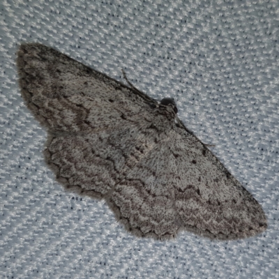 Psilosticha absorpta (Fine-waved Bark Moth) at Kambah, ACT - 10 Feb 2023 by MatthewFrawley