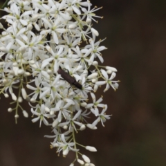 Eleale aspera (Clerid beetle) at Lyons, ACT - 30 Jan 2023 by ran452