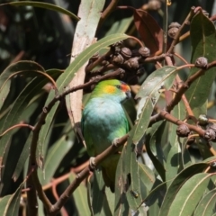 Parvipsitta porphyrocephala (Purple-crowned Lorikeet) at Barton, ACT - 11 Feb 2023 by rawshorty