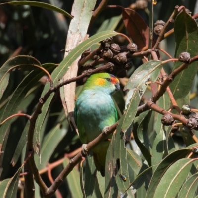 Parvipsitta porphyrocephala (Purple-crowned Lorikeet) at Barton, ACT - 10 Feb 2023 by rawshorty