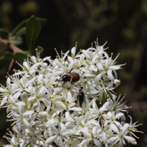 Phyllotocus navicularis at Lyons, ACT - 1 Feb 2023 12:00 AM