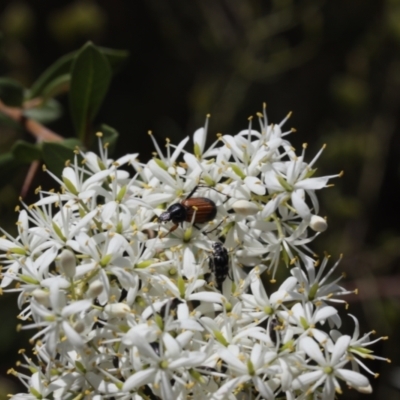 Phyllotocus navicularis (Nectar scarab) at Lyons, ACT - 1 Feb 2023 by ran452