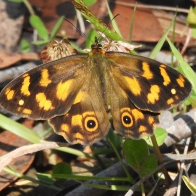 Heteronympha solandri (Solander's Brown) at Cotter River, ACT - 10 Feb 2023 by JohnBundock