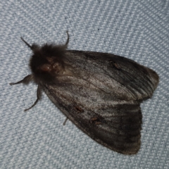 Leptocneria reducta (White Cedar Moth) at Kambah, ACT - 10 Feb 2023 by MatthewFrawley