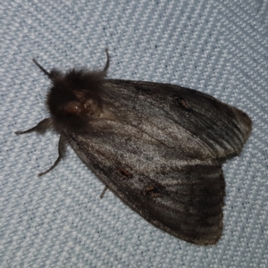 Leptocneria reducta at Kambah, ACT - 10 Feb 2023