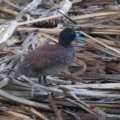 Oxyura australis at Fyshwick, ACT - 10 Feb 2023