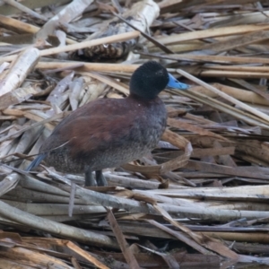 Oxyura australis at Fyshwick, ACT - 11 Feb 2023