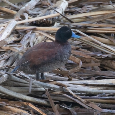 Oxyura australis (Blue-billed Duck) at Fyshwick, ACT - 11 Feb 2023 by rawshorty