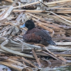 Oxyura australis at Fyshwick, ACT - 11 Feb 2023