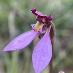 Eriochilus magenteus (Magenta autumn orchid) at Tennent, ACT - 4 Feb 2023 by AJB