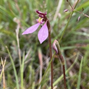 Eriochilus magenteus at Tennent, ACT - 4 Feb 2023