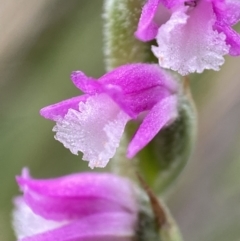 Spiranthes australis (Austral Ladies Tresses) at Undefined Area - 4 Feb 2023 by AJB