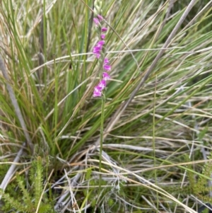 Spiranthes australis at Undefined Area - 4 Feb 2023