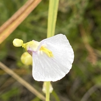 Utricularia dichotoma (Fairy Aprons, Purple Bladderwort) at Namadgi National Park - 4 Feb 2023 by AJB