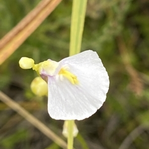 Utricularia dichotoma at Undefined Area - 4 Feb 2023