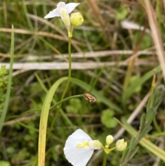 Utricularia dichotoma at Undefined Area - suppressed