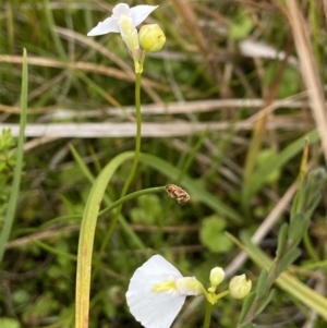 Utricularia dichotoma at Undefined Area - suppressed