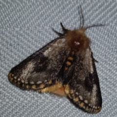 Epicoma contristis at Kambah, ACT - 10 Feb 2023