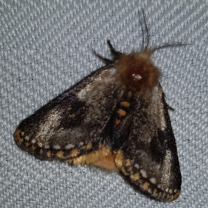 Epicoma contristis at Kambah, ACT - 10 Feb 2023 09:05 PM