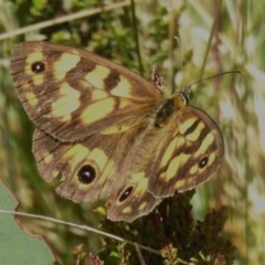 Heteronympha cordace (Bright-eyed Brown) at Namadgi National Park - 10 Feb 2023 by JohnBundock