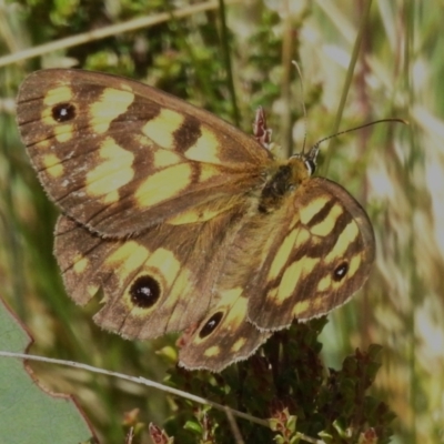 Heteronympha cordace (Bright-eyed Brown) at Namadgi National Park - 10 Feb 2023 by JohnBundock