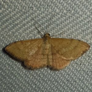 Scopula rubraria at Kambah, ACT - 10 Feb 2023 09:11 PM