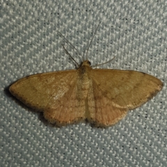 Scopula rubraria (Plantain Moth) at Kambah, ACT - 10 Feb 2023 by MatthewFrawley