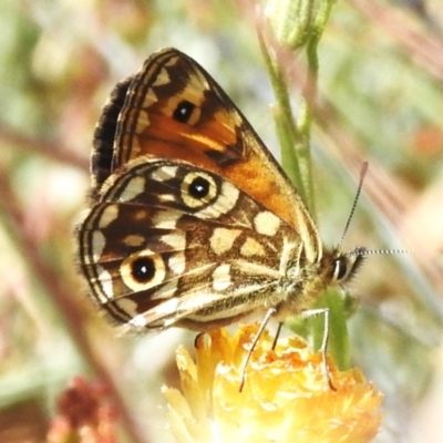 Oreixenica orichora (Spotted Alpine Xenica) at Cotter River, ACT - 10 Feb 2023 by JohnBundock