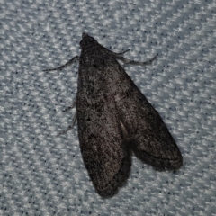 Heteromicta pachytera (Galleriinae subfamily moth) at Kambah, ACT - 10 Feb 2023 by MatthewFrawley