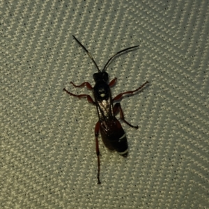 Ichneumon promissorius at Kambah, ACT - 10 Feb 2023