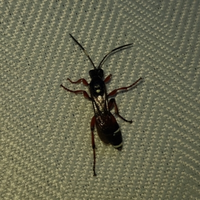 Ichneumon promissorius (Banded caterpillar parasite wasp) at Kambah, ACT - 10 Feb 2023 by MatthewFrawley