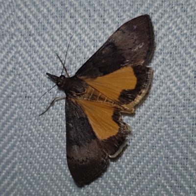 Uresiphita ornithopteralis (Tree Lucerne Moth) at Kambah, ACT - 10 Feb 2023 by MatthewFrawley